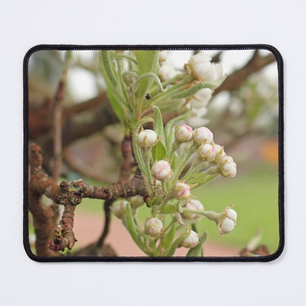 Item preview, Apple Blossom Buds designed and sold by pinkal.