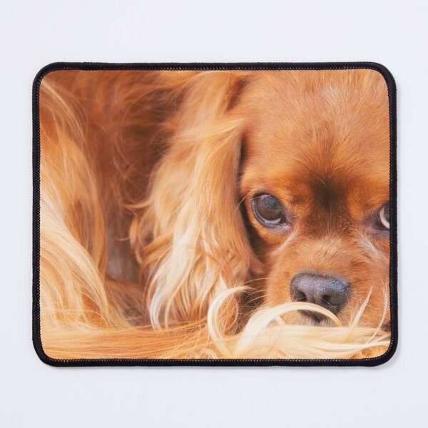 Item preview, A Special Friend~ Cavalier King Charles Spaniel  designed and sold by daphsam.