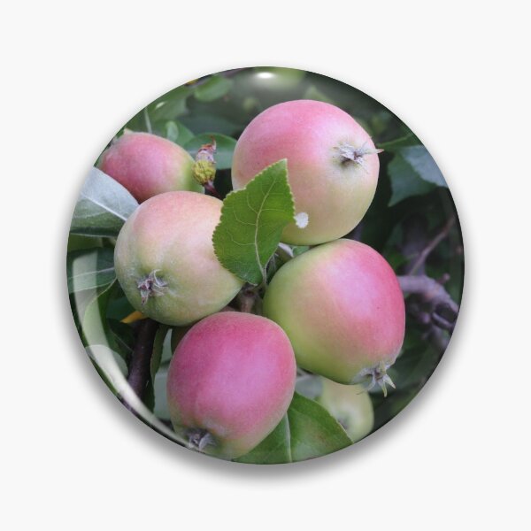 Item preview, Apples designed and sold by agnessa38.