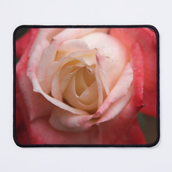 Item preview, Rose - Red & White designed and sold by agnessa38.