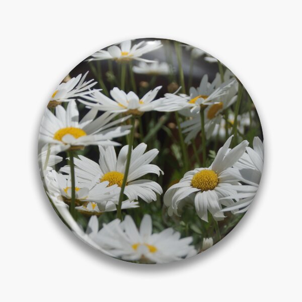 Item preview, Marguerite Daisies in the garden at Magpie Springs by Adelaide artist Avril Thomas designed and sold by MagpieSprings.