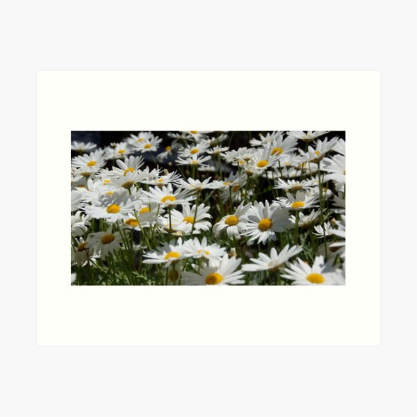 Item preview, Marguerite Daisies in the garden at Magpie Springs by Adelaide artist Avril Thomas designed and sold by MagpieSprings.