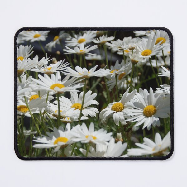 Item preview, Marguerite Daisies in the garden at Magpie Springs by Adelaide artist Avril Thomas designed and sold by MagpieSprings.