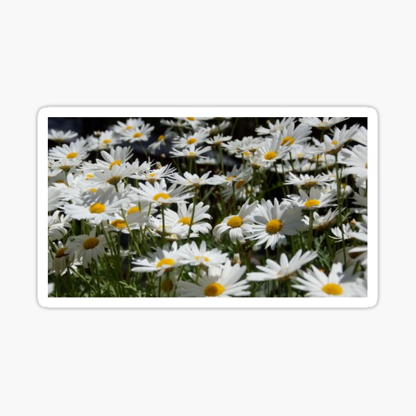 Item preview, Marguerite Daisies in the garden at Magpie Springs by Adelaide artist Avril Thomas designed and sold by MagpieSprings.