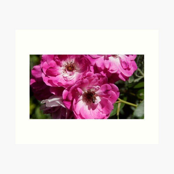 Item preview, Pink Rose and bee at Magpie Springs by Adelaide Artist Avril Thomas designed and sold by MagpieSprings.