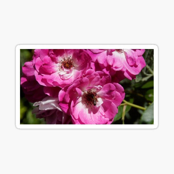Item preview, Pink Rose and bee at Magpie Springs by Adelaide Artist Avril Thomas designed and sold by MagpieSprings.