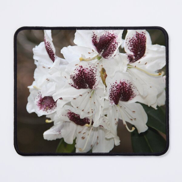 Item preview, White Azalia designed and sold by agnessa38.