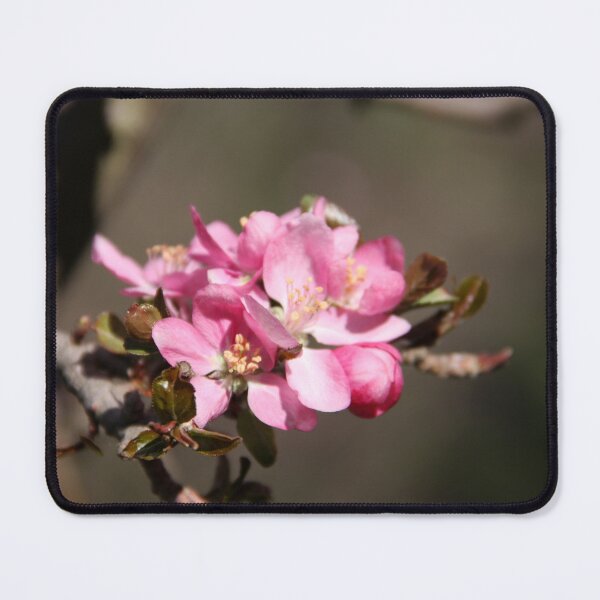 Item preview, Spring - Flowering Crabapple designed and sold by agnessa38.