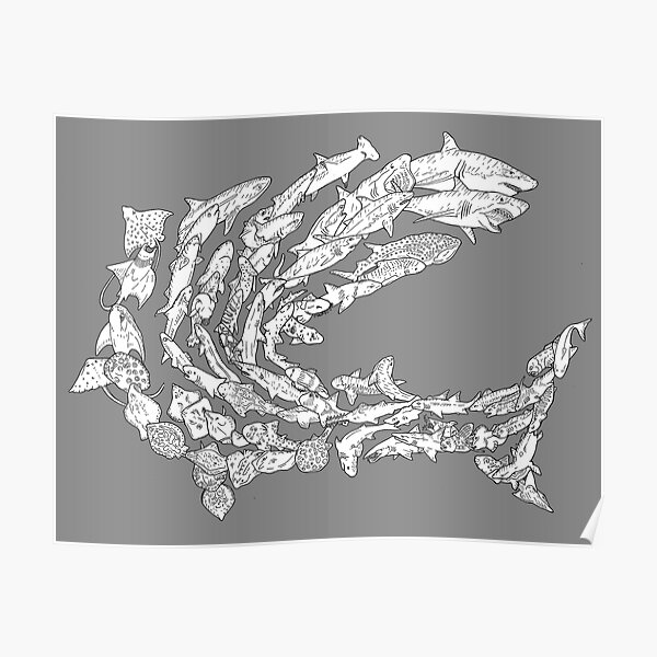 Chondrichthyes - Sharks and Rays - Evolution Poster