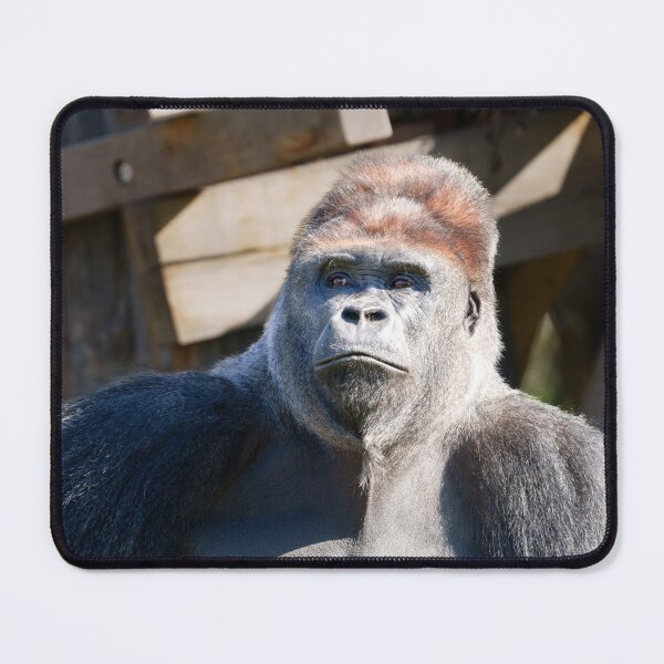 Item preview, Kidogo the Silverback Strikes a Powerful Pose designed and sold by rawshutterbug.