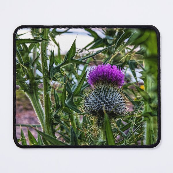 Item preview, Scottish Thistle  designed and sold by DZ1GN.