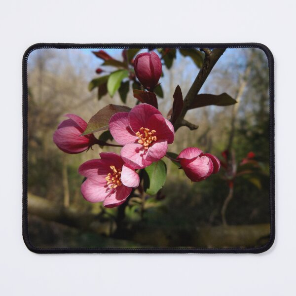 Item preview, Crab apple flowers designed and sold by McFleur's Lens.
