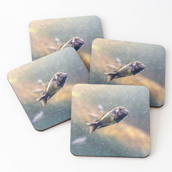 Item preview, Tropical Cichlid in Freshwater designed and sold by RichScalzo.