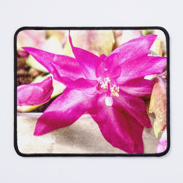 Item preview, Pink Christmas Cactus Bloom designed and sold by jalfc46.