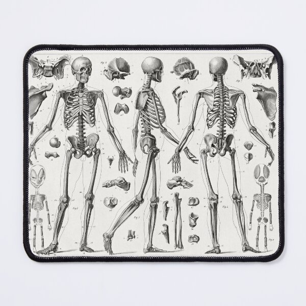 Item preview, Johann Georg Heck, Anatomy including Skeletons, 1857, Vintage Print designed and sold by Artistic Gift Print.