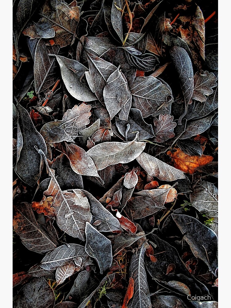 Thumbnail 3 of 3, Art Print, TOUCH OF FROST designed and sold by Coigach.