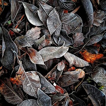 Artwork thumbnail, TOUCH OF FROST by Coigach