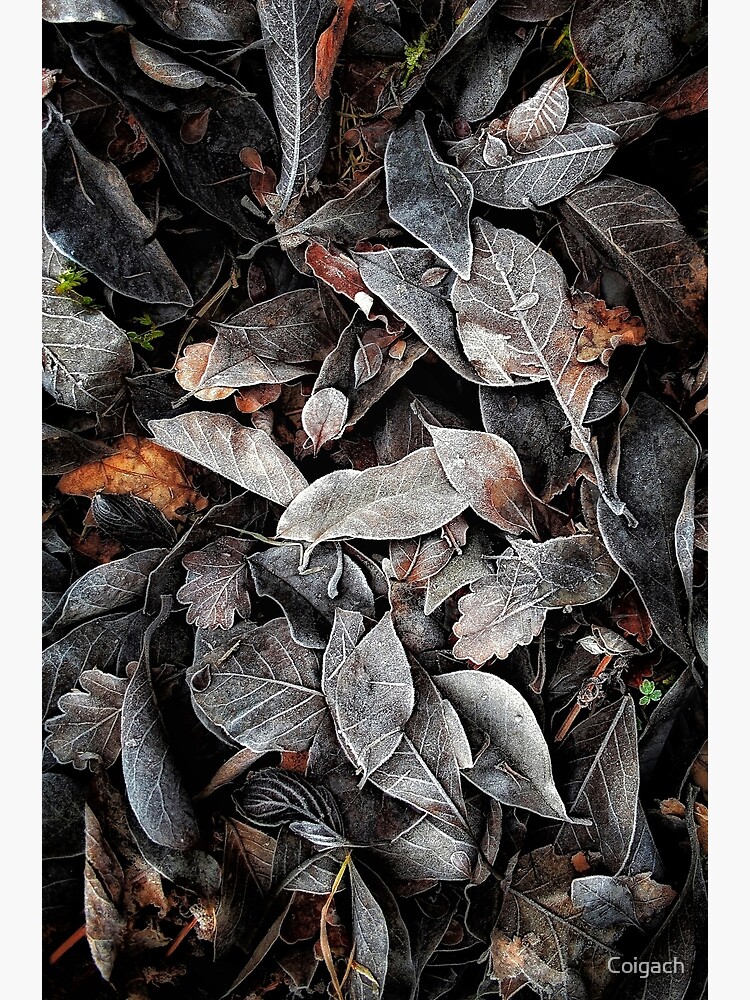Thumbnail 7 of 7, Framed Art Print, Touch of Frost Reprise designed and sold by Coigach.
