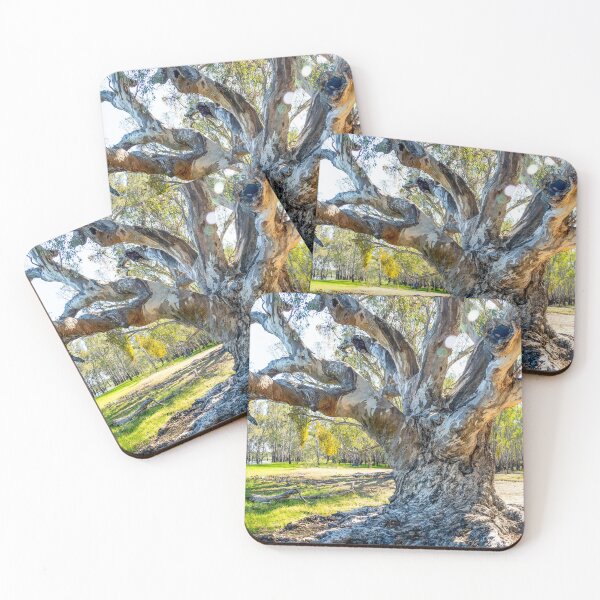 Item preview, River Red Gum (Eucalyptus camaldulensis). Barmah National Park. designed and sold by Robert Ashdown.