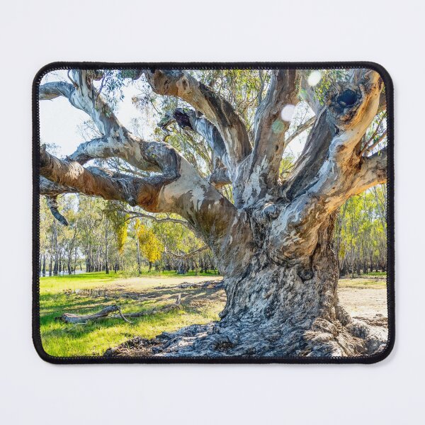 Item preview, River Red Gum (Eucalyptus camaldulensis). Barmah National Park. designed and sold by Robert Ashdown.