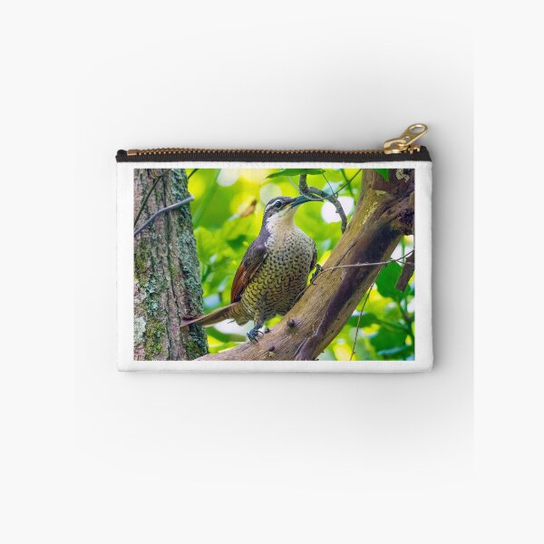 Item preview, Paradise Riflebird (Ptiloris paradiseus). Ravensbourne National Park. designed and sold by Robert Ashdown.