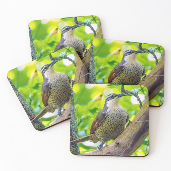 Item preview, Paradise Riflebird (Ptiloris paradiseus). Ravensbourne National Park. designed and sold by Robert Ashdown.