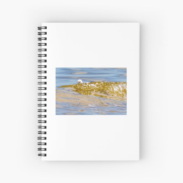Item preview, Black-winged Stilt (Himantopus himantopus). Atkinsons Lagoon. designed and sold by Robert Ashdown.