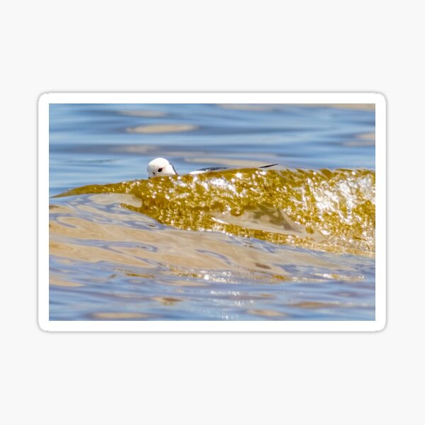 Item preview, Black-winged Stilt (Himantopus himantopus). Atkinsons Lagoon. designed and sold by Robert Ashdown.