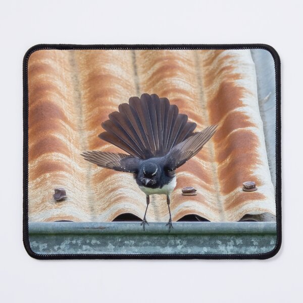 Item preview, Willie Wagtail (Rhipidura leucophrys). Jondaryan. designed and sold by Robert Ashdown.