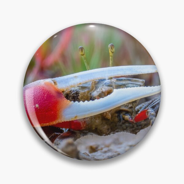 Item preview, Signalling Crab (Tubuca signata). Lota Creek, Brisbane. designed and sold by Robert Ashdown.