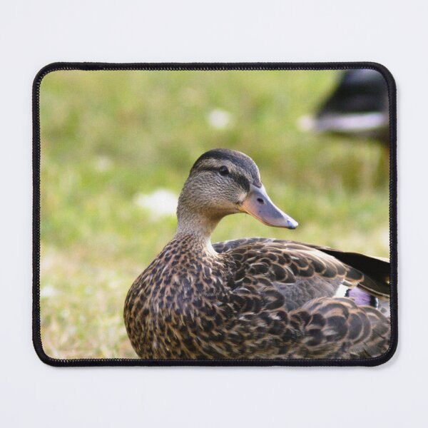 Item preview, #701 - Mallard designed and sold by lewiswhatsisnme.