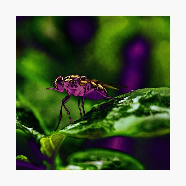 Item preview, Surreal Macro of a Fly designed and sold by ariverrr.