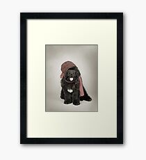 Newfoundland Framed Print