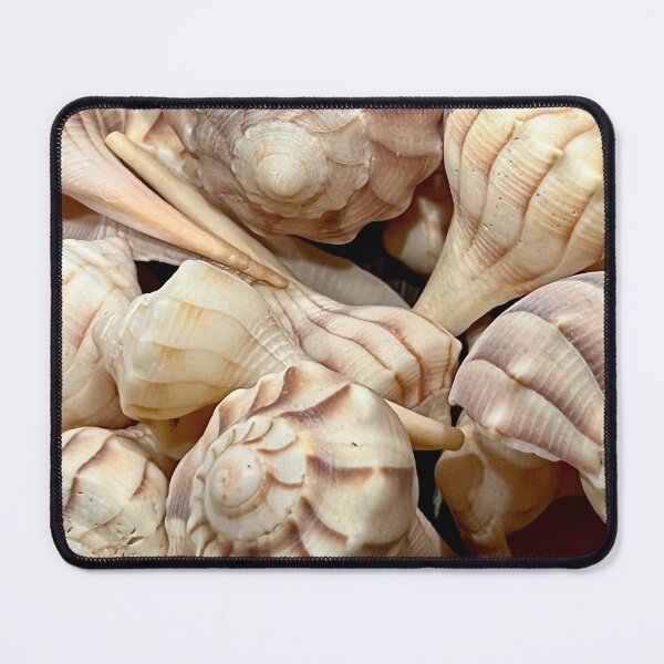 Item preview, Lightning Whelk Seashells designed and sold by Islandjunkie09.
