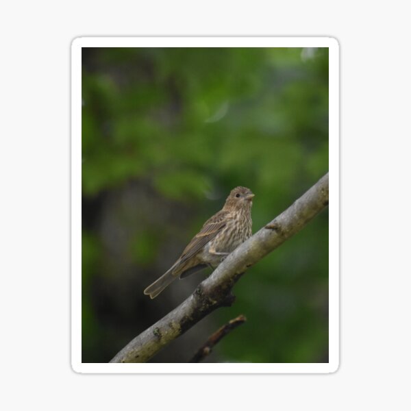 Item preview, House Finch Fledgling  designed and sold by Tonia Delozier's Photography .