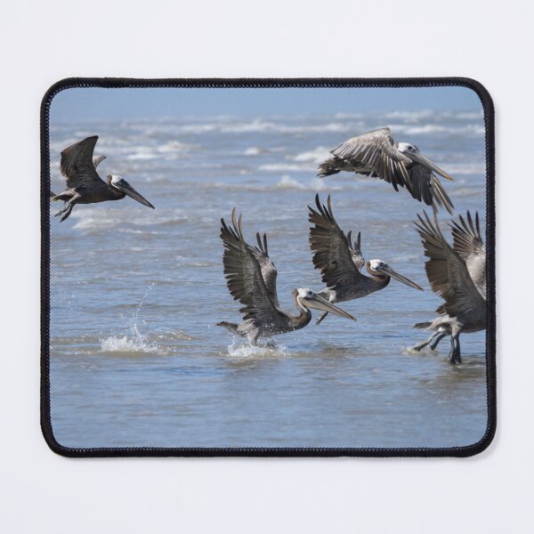 Item preview, Brown Pelicans Take Flight 2 designed and sold by Debra Martz.