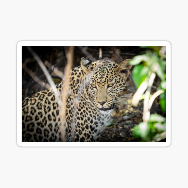 Vista previa del artículo con la obra «Leopardo», diseñado y vendido por stephenrhall.