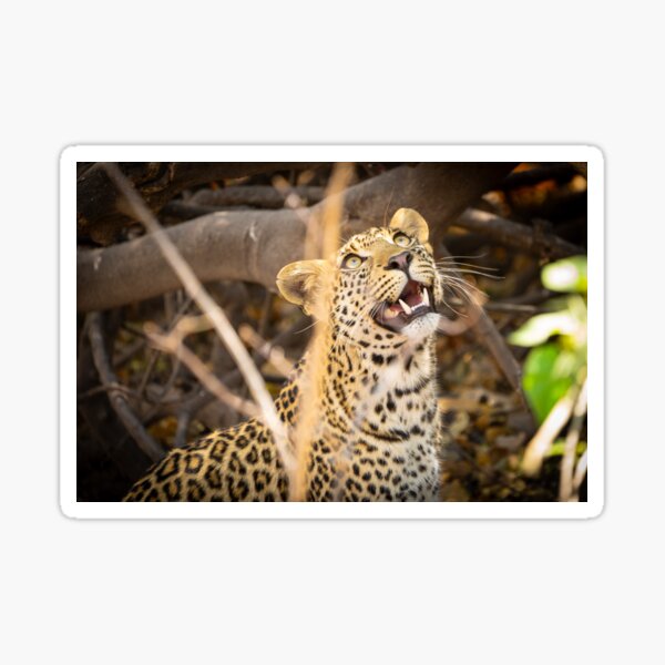 Vista previa del artículo con la obra «Leopardo», diseñado y vendido por stephenrhall.