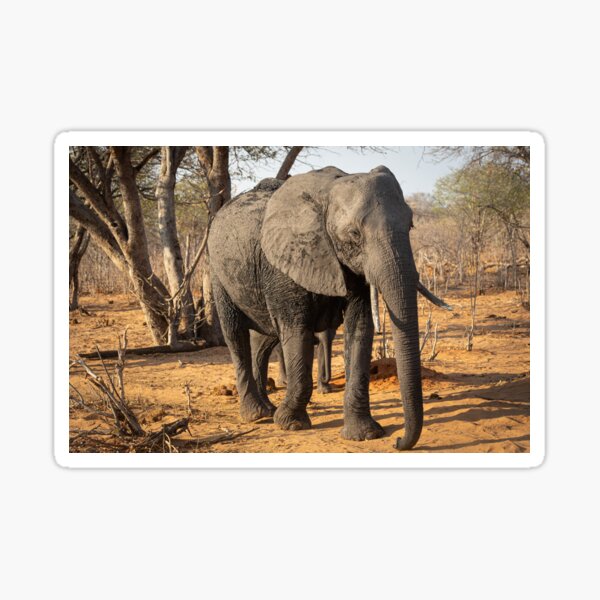 Vista previa del artículo con la obra «Elefante africano», diseñado y vendido por stephenrhall.