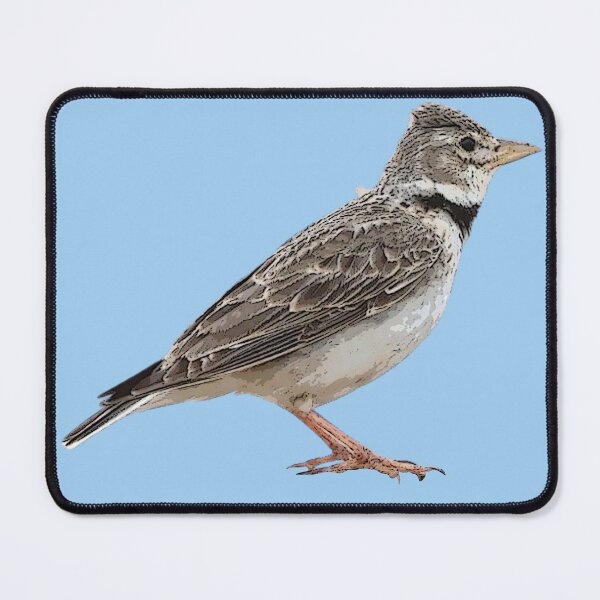 Item preview, Calandra Lark Color Design  designed and sold by designsasstultd.