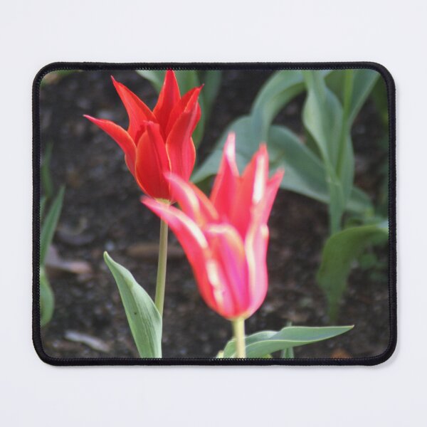 Item preview, Two tulips designed and sold by agnessa38.