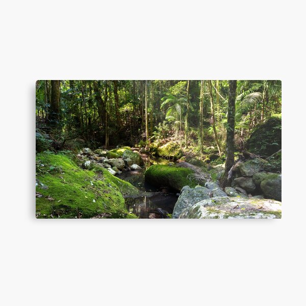 Item preview, Gondwana rainforest - Lamington National Park, Australia designed and sold by Gypsy Soul Images.