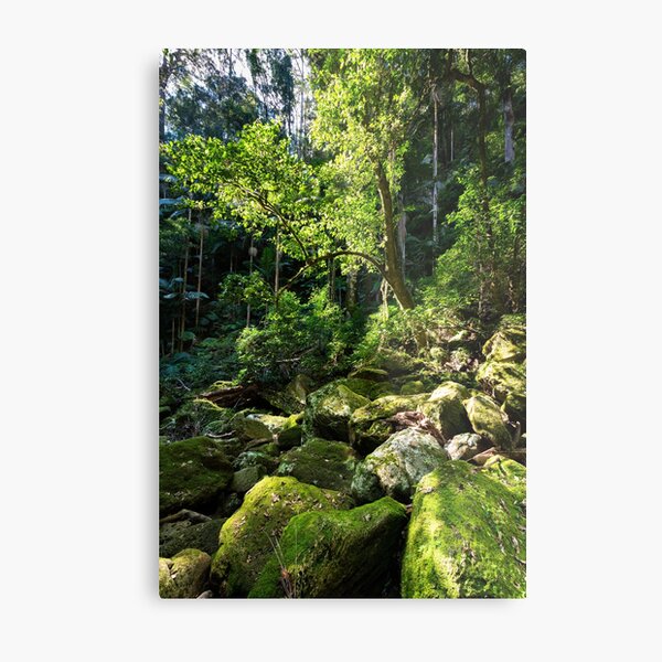 Item preview, Mossy rainforest - Lamington National Park, Australia designed and sold by Gypsy Soul Images.