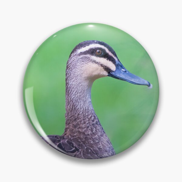 Item preview, Pacific Black Duck peek - duck designed and sold by Tara Smithson.