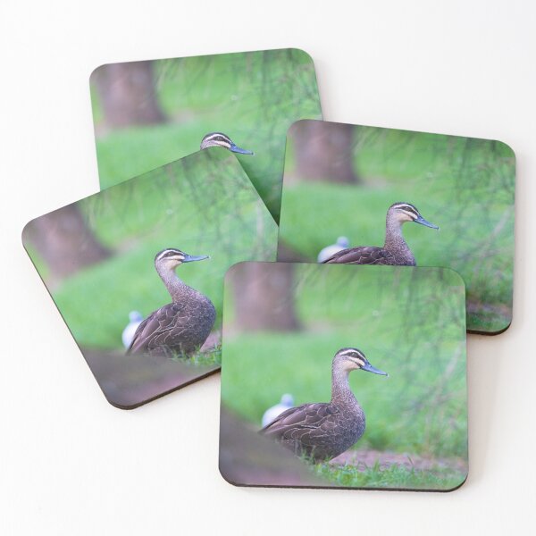 Item preview, Pacific Black Duck peek - duck designed and sold by Tara Smithson.