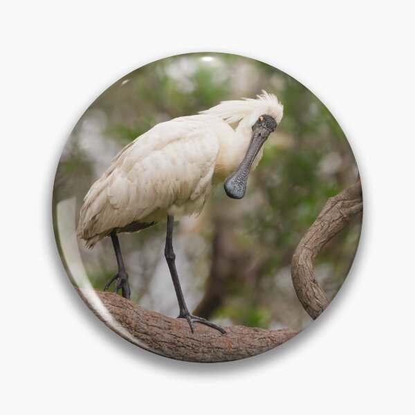 Item preview, Spoonbills in Australia - bird designed and sold by Tara Smithson.