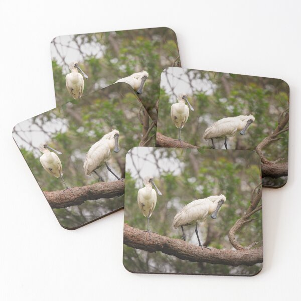 Item preview, Spoonbills in Australia - bird designed and sold by Tara Smithson.