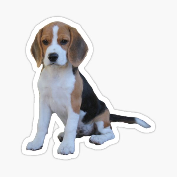 Cute Kawaii Beagle Dog Lover Stickers – Detour Shirts