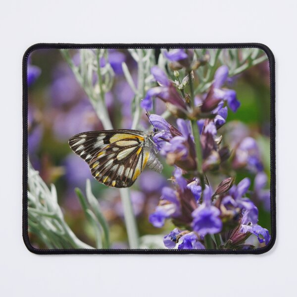 Item preview, Caper White Butterfly Belenois Java Teutonis designed and sold by Todays a Good Day.