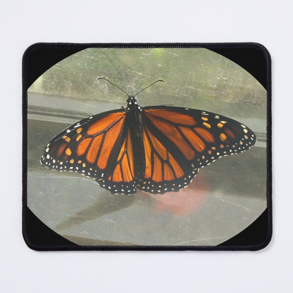 Item preview, Lets Go, Lady Monarch! designed and sold by Patricia Howitt.